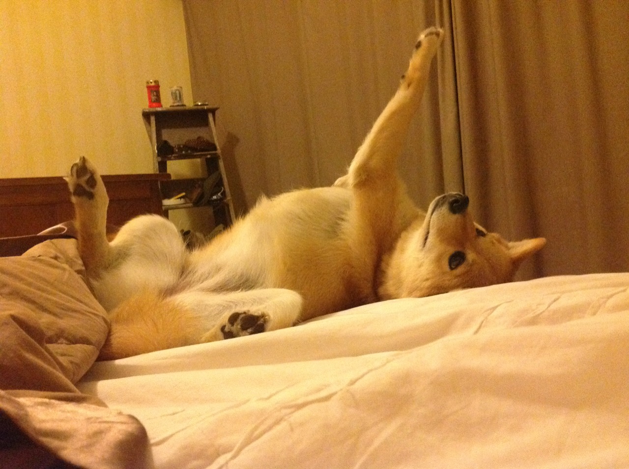 开云体育中国-弗拉霍维奇天神下凡！里昂加时鏖战力克哥斯达黎加，绝境爆发诠释巨星价值