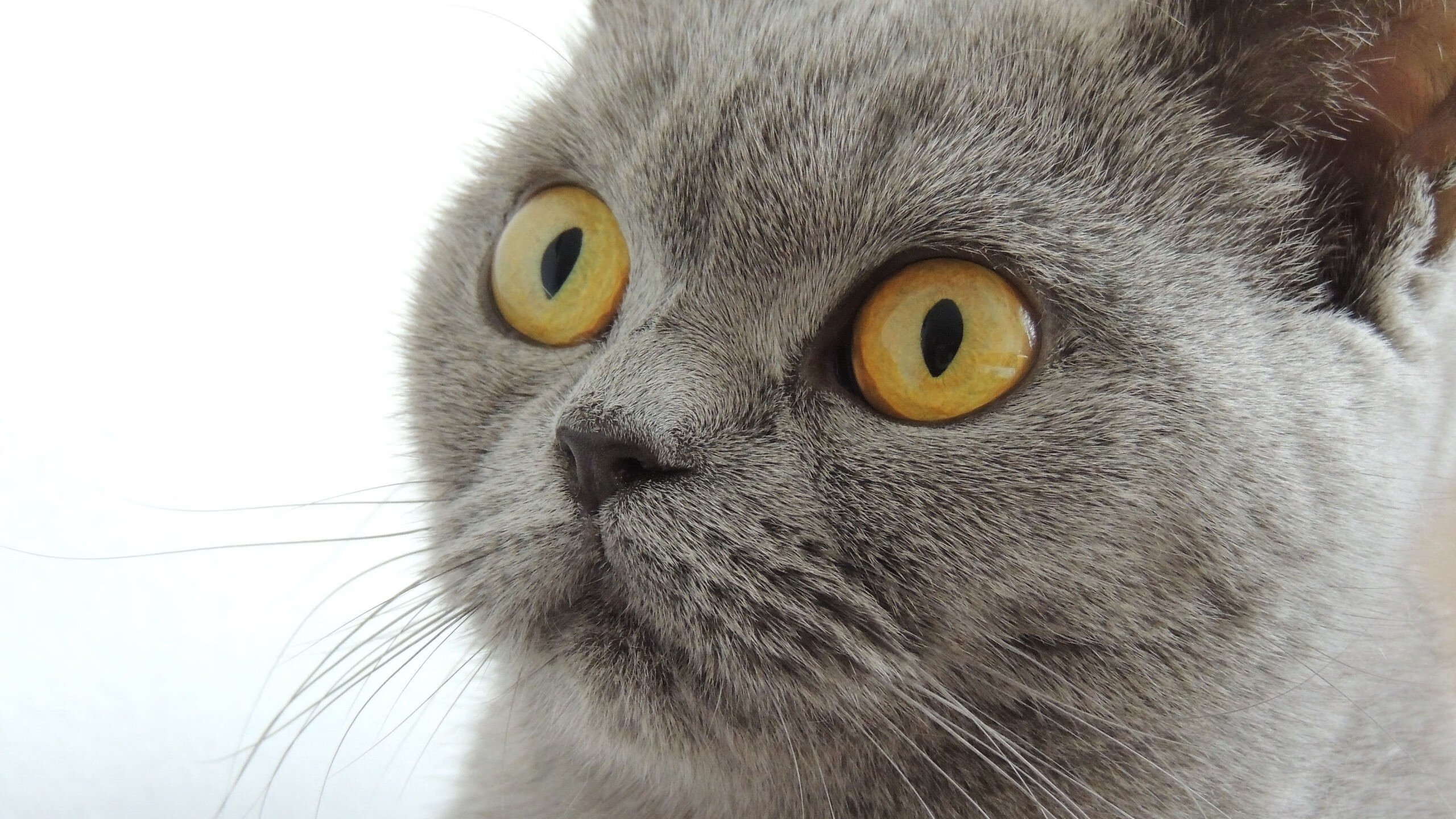 开云体育登录-狂野南方！老鹰展翅击溃卫冕冠军，哈登碰瓷美学持续制造杀伤，CBA与NBA的战术启示录